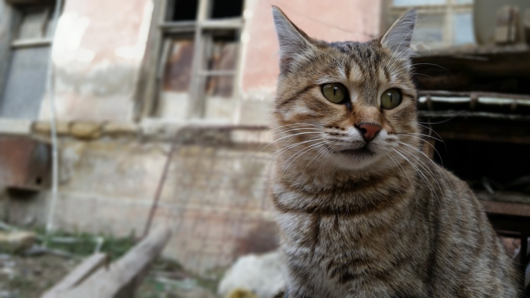 Un Chat Perdu Peut Il Survivre