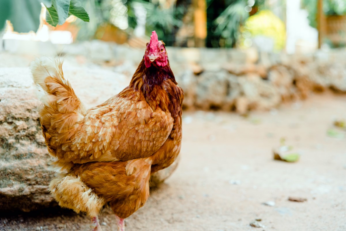 les 5 races de poules pondeuses offrant la meilleure productivité