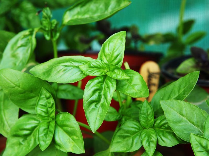 herbes faciles et indispensables à cultiver à la maison