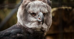 Comprendre la harpie féroce