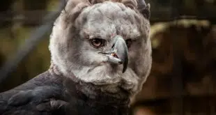 Comprendre la harpie féroce