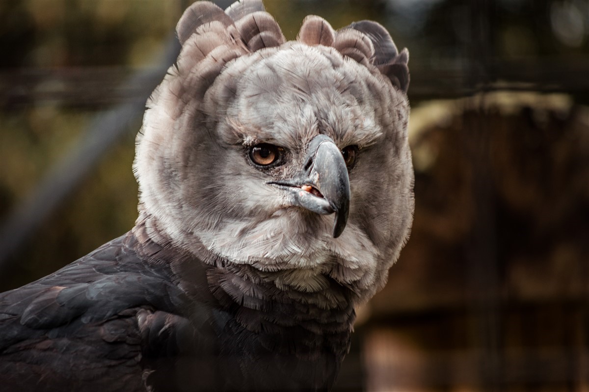 Comprendre la harpie féroce