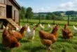 découvrez notre sélection de poules pondeuses dans le 76 pour un élevage réussi. profitez de conseils experts et de poules de qualité pour des œufs frais toute l'année.