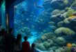 plongez dans l'univers captivant de l'aquarium de poitiers et explorez la richesse de la vie marine à travers des expositions uniques et éducatives pour toute la famille.