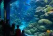 plongez dans l'univers captivant de l'aquarium de poitiers et explorez la richesse de la vie marine à travers des expositions uniques et éducatives pour toute la famille.