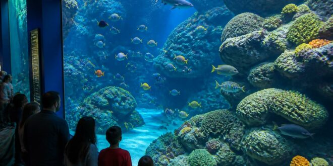 plongez dans l'univers captivant de l'aquarium de poitiers et explorez la richesse de la vie marine à travers des expositions uniques et éducatives pour toute la famille.