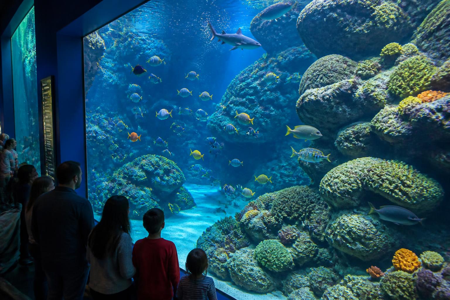 plongez dans l'univers captivant de l'aquarium de poitiers et explorez la richesse de la vie marine à travers des expositions uniques et éducatives pour toute la famille.