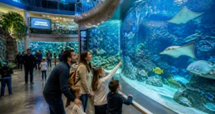 explorez les fascinantes créatures marines de l'aquarium à saint-étienne, une sortie idéale pour toute la famille alliant découverte et amusement.