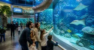 explorez les fascinantes créatures marines de l'aquarium à saint-étienne, une sortie idéale pour toute la famille alliant découverte et amusement.