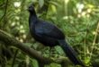 explorez les mystères captivants du faisan noir, un oiseau rare au plumage élégant, et apprenez tout sur son habitat, son comportement et son rôle dans la nature.