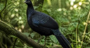 explorez les mystères captivants du faisan noir, un oiseau rare au plumage élégant, et apprenez tout sur son habitat, son comportement et son rôle dans la nature.