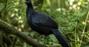 explorez les mystères captivants du faisan noir, un oiseau rare au plumage élégant, et apprenez tout sur son habitat, son comportement et son rôle dans la nature.