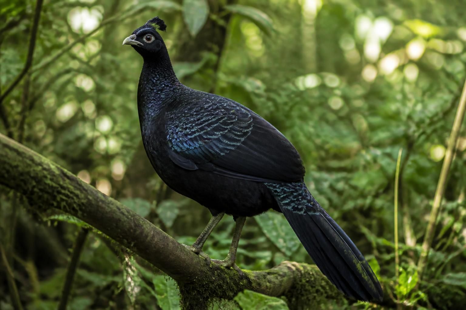explorez les mystères captivants du faisan noir, un oiseau rare au plumage élégant, et apprenez tout sur son habitat, son comportement et son rôle dans la nature.