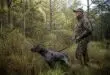 découvrez si le permis de chasse est obligatoire pour traquer avec un chien et faites la différence entre idées reçues et réalité légale.