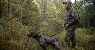 découvrez si le permis de chasse est obligatoire pour traquer avec un chien et faites la différence entre idées reçues et réalité légale.