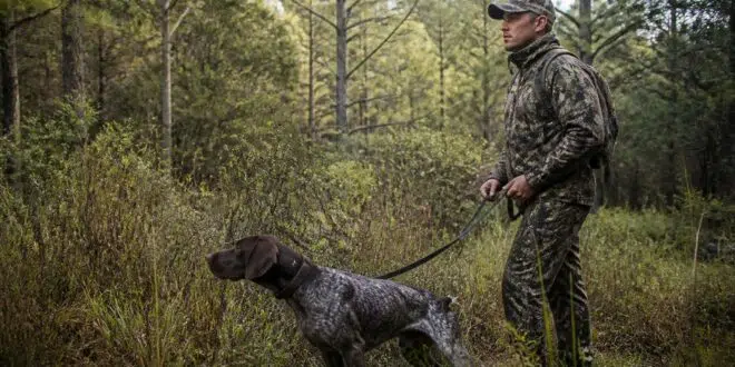 découvrez si le permis de chasse est obligatoire pour traquer avec un chien et faites la différence entre idées reçues et réalité légale.
