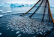 découvrez l'huile de krill superba boost, ses dosages journaliers recommandés et ses bénéfices sur la santé cognitive. apprenez comment cet supplément peut améliorer votre mémoire et votre concentration.