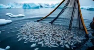 découvrez l'huile de krill superba boost, ses dosages journaliers recommandés et ses bénéfices sur la santé cognitive. apprenez comment cet supplément peut améliorer votre mémoire et votre concentration.
