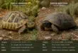 découvrez les principales différences entre la tortue hermann et la tortue boettgeri dans ce guide complet, idéal pour les propriétaires de reptiles souhaitant mieux connaître et soigner leurs animaux.
