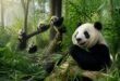 découvrez les documentaires captivants sur les pandas et plongez au cœur de leur univers fascinant, entre nature, comportement et conservation.