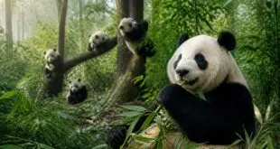 découvrez les documentaires captivants sur les pandas et plongez au cœur de leur univers fascinant, entre nature, comportement et conservation.