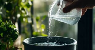 Les erreurs courantes à éviter lors du dosage du glyphosate pour 5 l d'eau