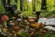 découvrez notre sélection des meilleurs documentaires sur les champignons à ne pas manquer cette année, pour tout savoir sur ces fascinants organismes.