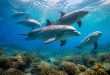 découvrez une sélection des meilleurs documentaires sur les dauphins, alliant émerveillement et apprentissage pour petits et grands amateurs de la vie marine.