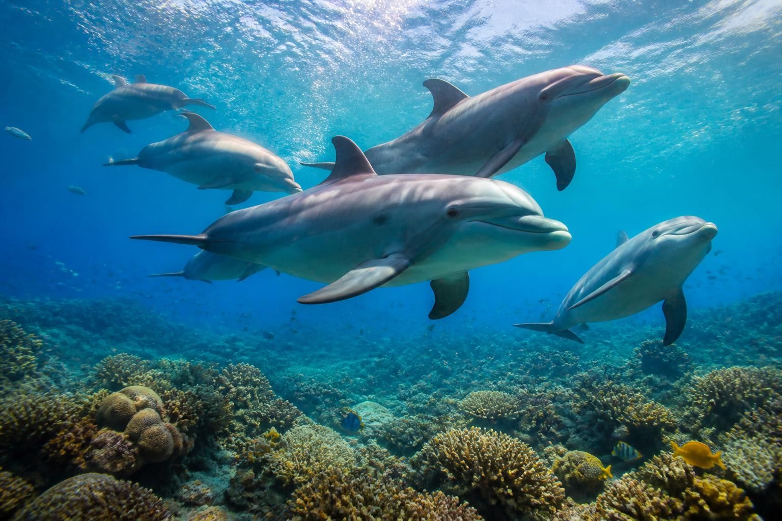 découvrez une sélection des meilleurs documentaires sur les dauphins, alliant émerveillement et apprentissage pour petits et grands amateurs de la vie marine.