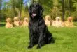 découvrez l'histoire captivante du golden retriever noir, une variante rare qui a marqué l'évolution de la race et fasciné les amateurs de chiens.
