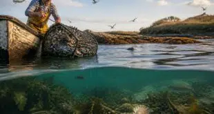 découvrez comment la pêche du crabe bleu en bretagne influence l'équilibre de l'écosystème local et les enjeux environnementaux associés.