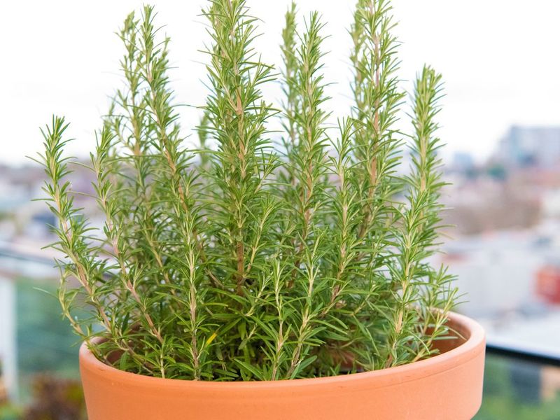 herbes faciles et indispensables à cultiver à la maison