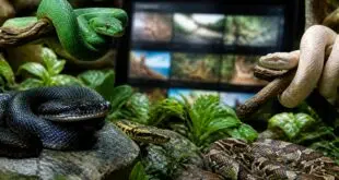 découvrez une sélection captivante de documentaires en streaming sur les serpents, leur habitat, leur comportement et leurs mystères fascinants.
