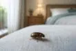 découvrez comment identifier et éliminer le petit insecte marron à carapace dure dans votre chambre, avec des conseils pratiques pour protéger votre maison efficacement.