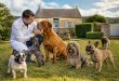 découvrez tout ce que vous devez savoir sur l'élevage de chiens en france : conseils, réglementations, et bonnes pratiques pour élever des chiens en bonne santé.