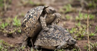 accouplements chez les espèces animales sauvages