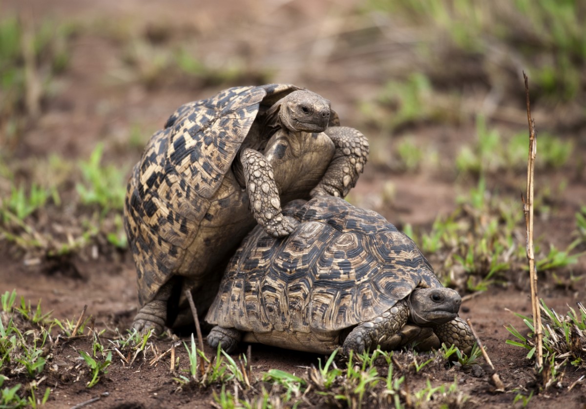 accouplements chez les espèces animales sauvages