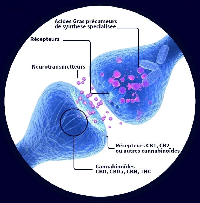 actions du cbd sur l'organisme