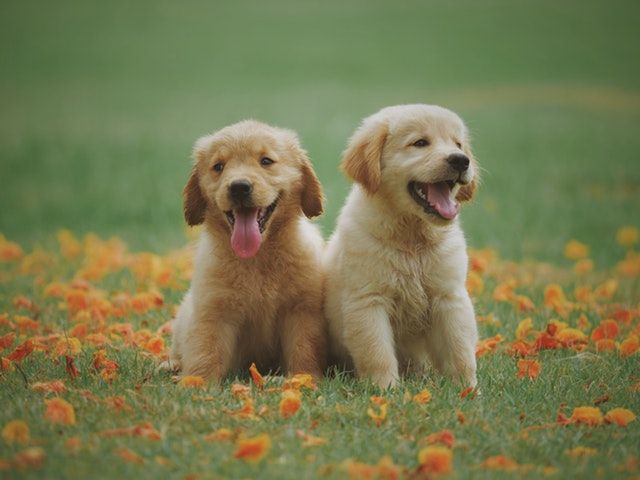 chiot-proprete