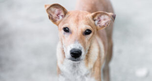 aider chien errant