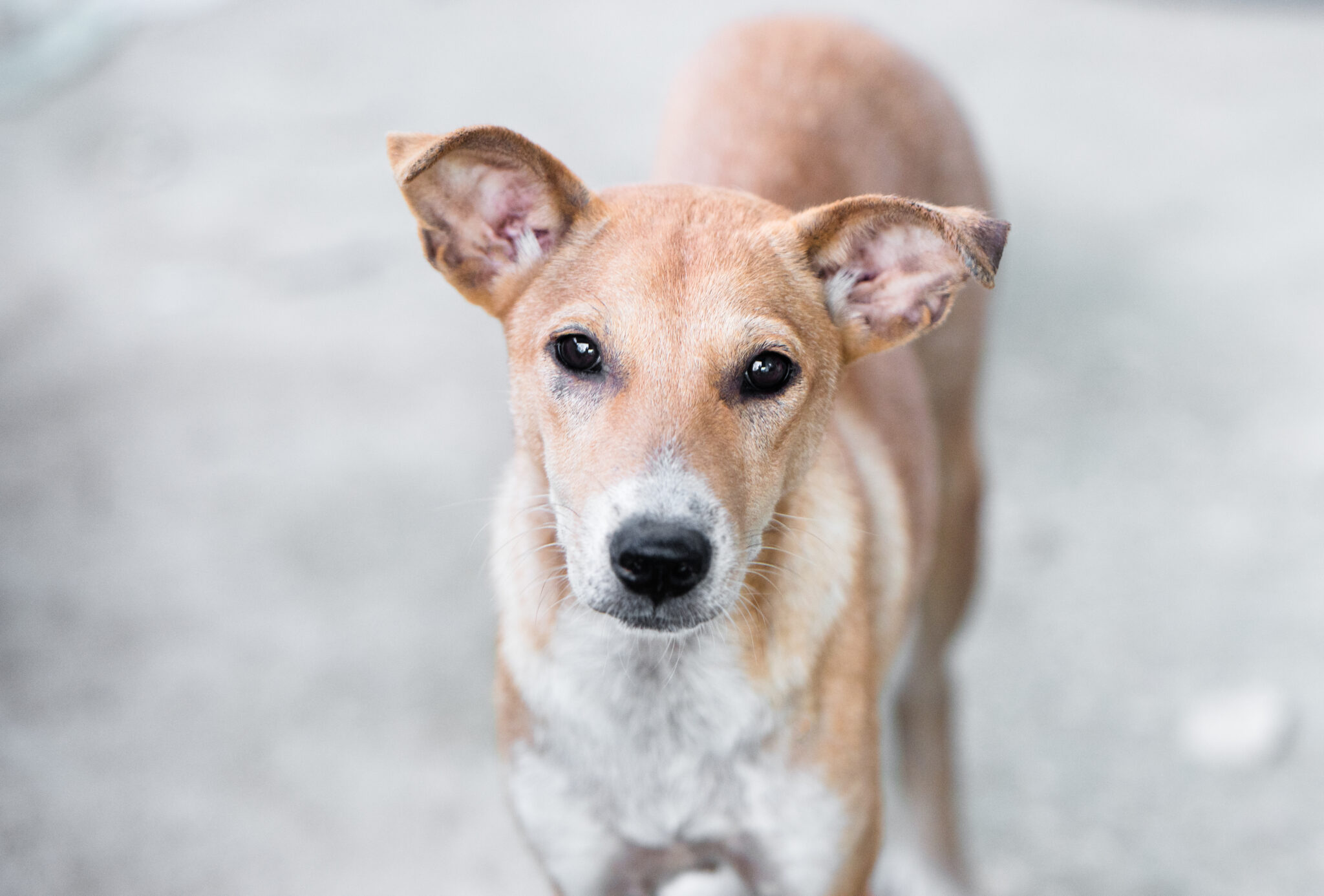 aider chien errant