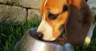 alimentation parfaite chien