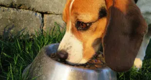 alimentation parfaite chien