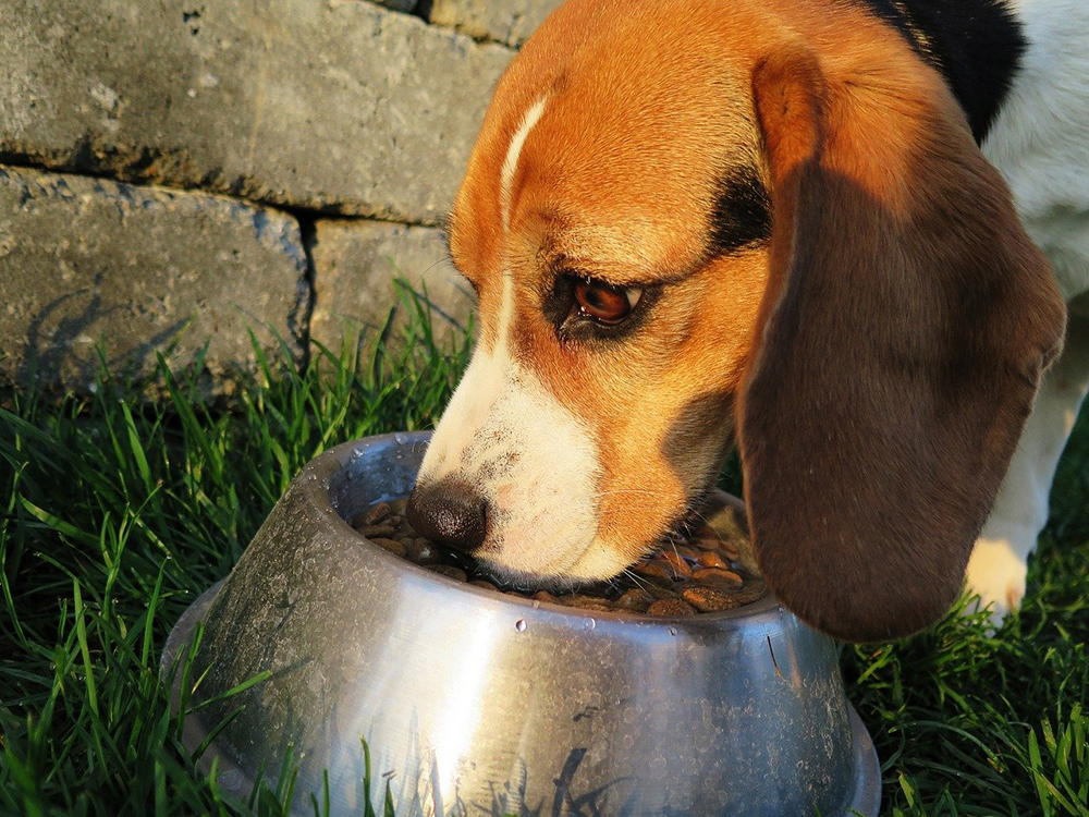 alimentation parfaite chien