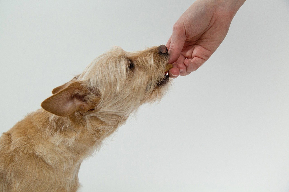 alimentation pour chien