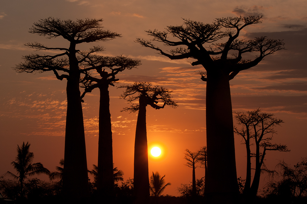 Coucher de soleil dans l'allée des baobabs à Morondava