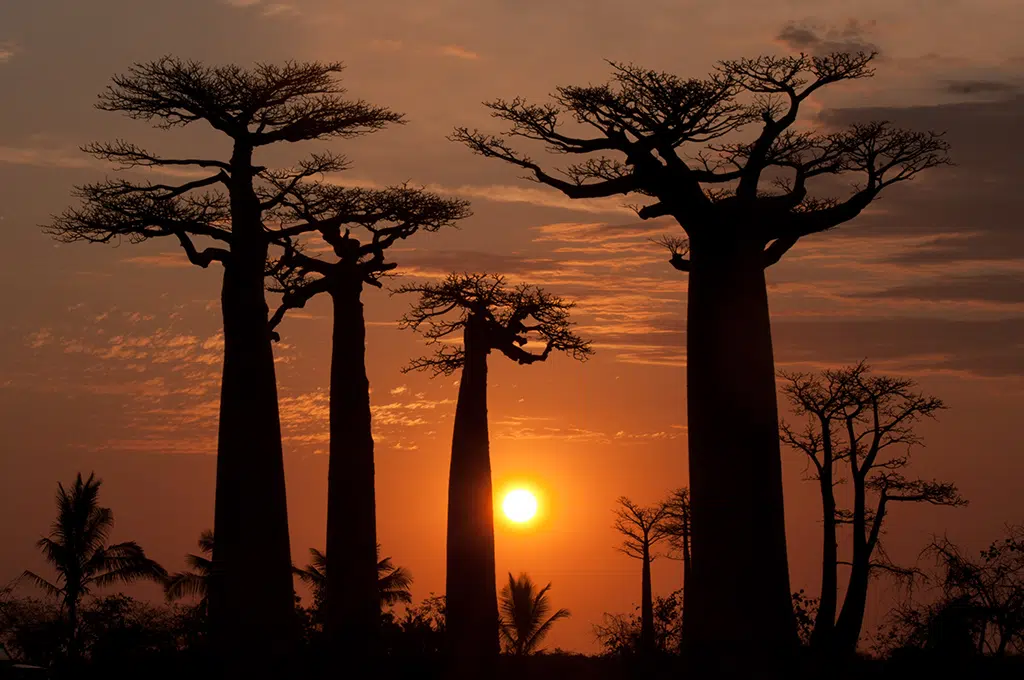 Coucher de soleil dans l'allée des baobabs à Morondava