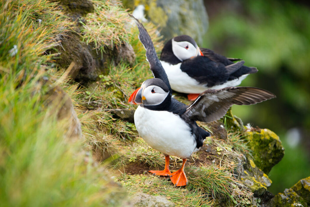 animal d'Islande