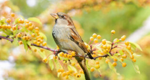 Appeaux : comment bien les choisir pour attirer les oiseaux ?