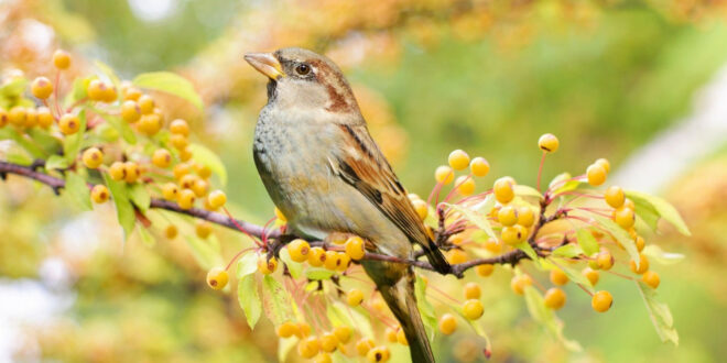 Appeaux : comment bien les choisir pour attirer les oiseaux ?